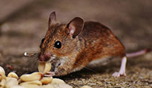 24 Hour & Emergency Exterminators in Tabor City, NC